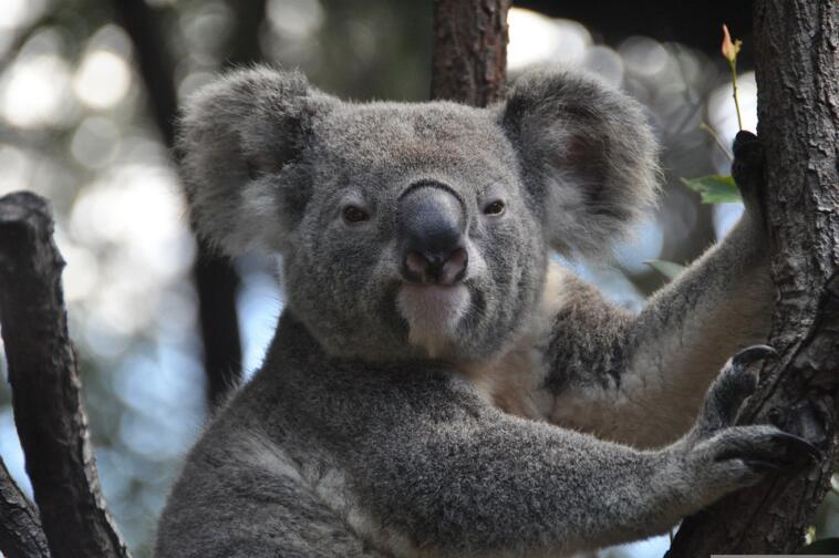 Koala