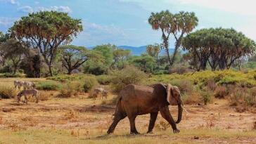 agenzia safari in kenya