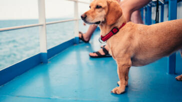 Aninali in traghetto: regole d'imbarco