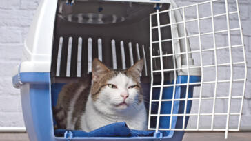 Portare animali in aereo