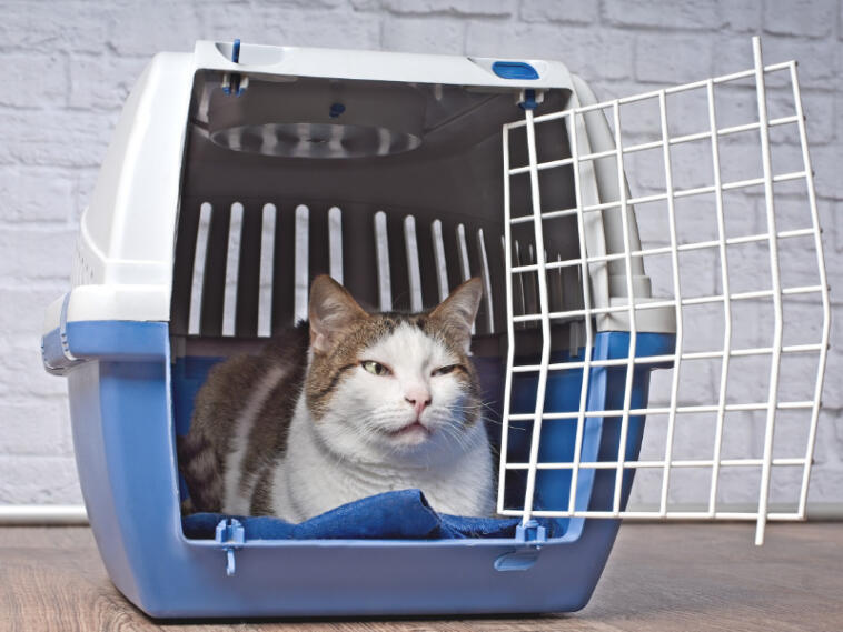 Portare animali in aereo