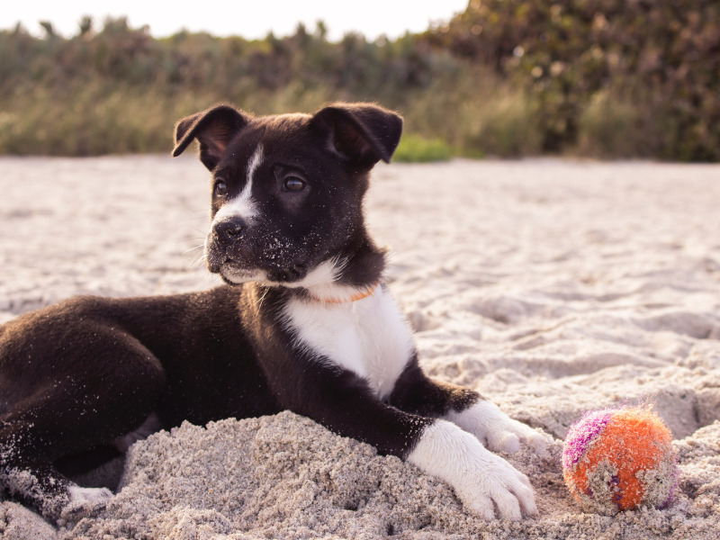 in vacanza con il cane